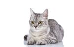 猫猫