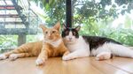 猫猫