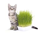 猫猫