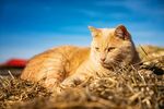 猫猫