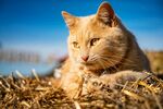 猫猫