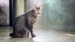 猫猫