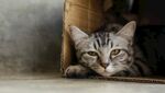猫猫