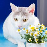 猫猫