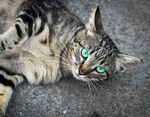 猫猫