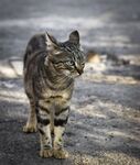 猫猫