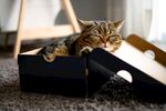 猫猫