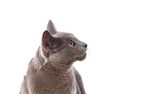 猫猫