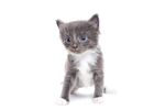 猫猫