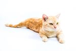 猫猫