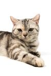 猫猫