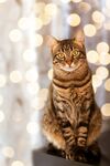 猫猫