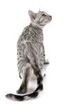 猫猫