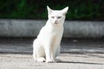 猫猫