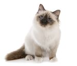 猫猫