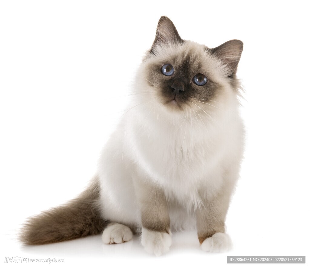 猫猫