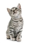 猫猫