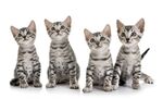 猫猫