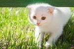猫猫