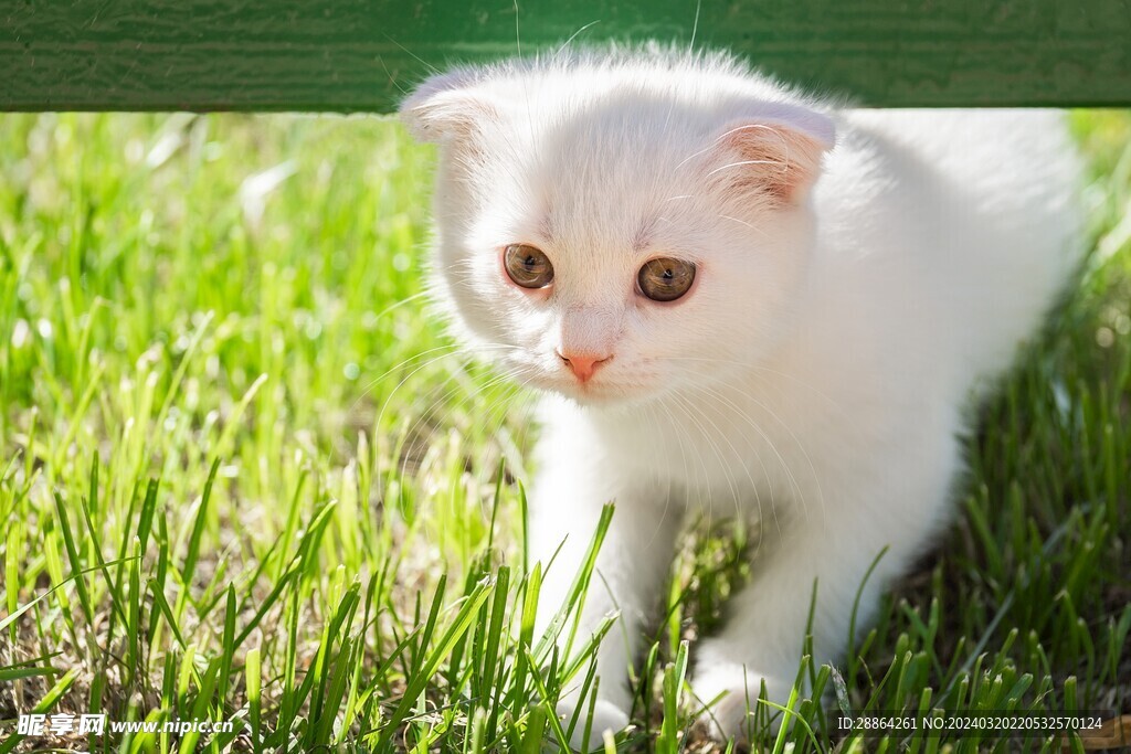 猫猫