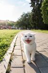 猫猫