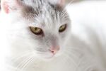 猫猫