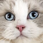 猫猫