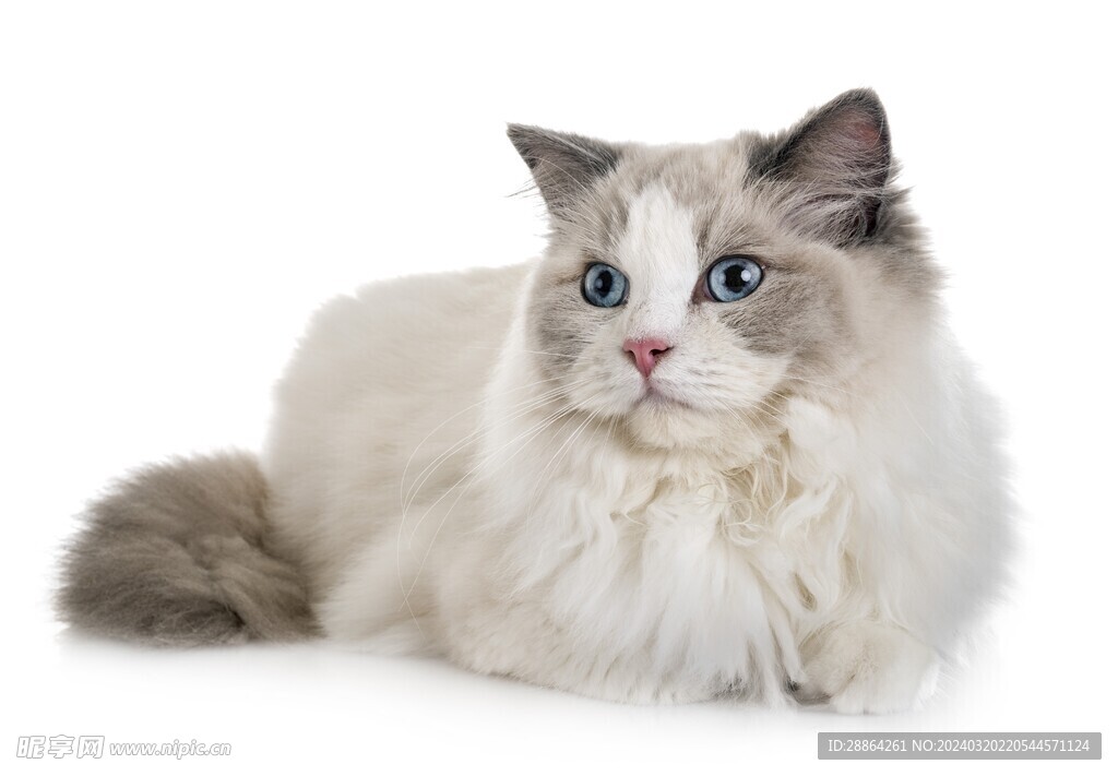 猫猫