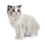 猫猫