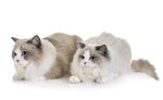 猫猫