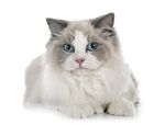 猫猫