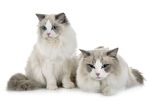 猫猫