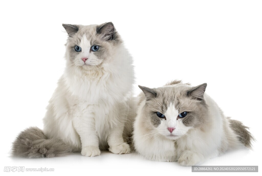猫猫