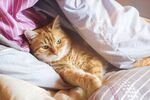 猫猫