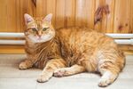 猫猫