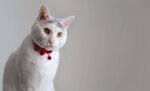 猫猫