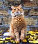 猫猫