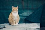 猫猫