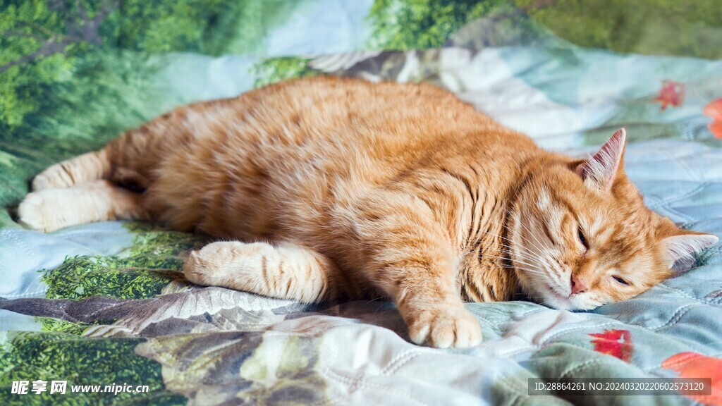 猫猫