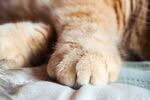 猫猫