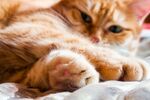 猫猫