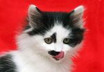 猫猫