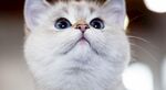 猫猫