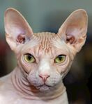 猫猫