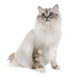 猫猫