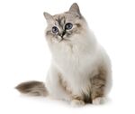 猫猫