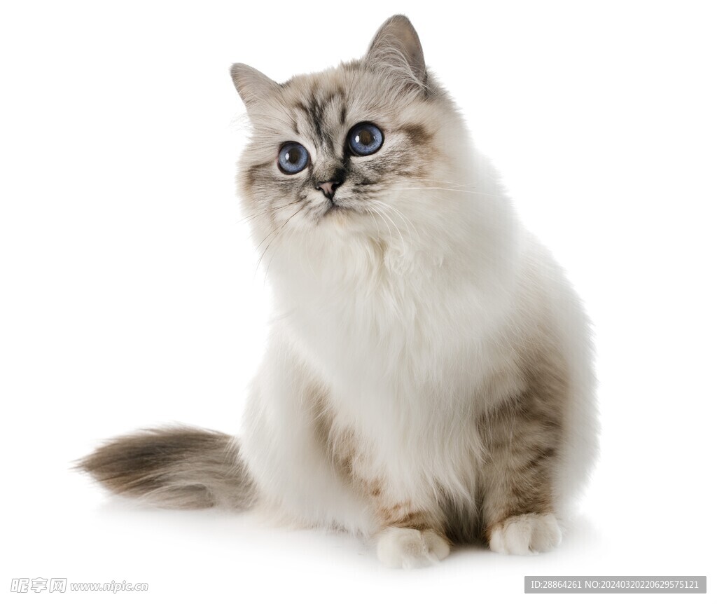 猫猫