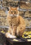 猫猫