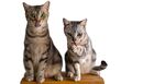 猫猫