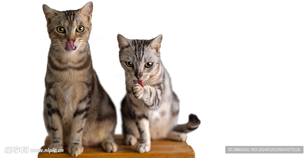 猫猫